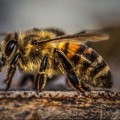 What time of year are honey bees most aggressive?