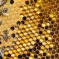 The Life Cycle of a Worker Bee: Everything You Need to Know