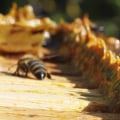 Which bee is the least important in a beehive?