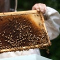 The Sweet Process of Extracting Honey from the Hive