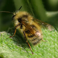 What are some sad facts about honey bees?