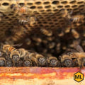 The Structure of the Hive: A Comprehensive Overview