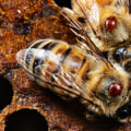 Honey Bee Facts: Parasites, Pests, and Diseases