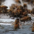 The Importance of Protecting Honey Bees: Facts, Threats, and Solutions