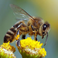 Are honey bees aggressive?