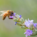 What are 10 fun facts about honey bees?