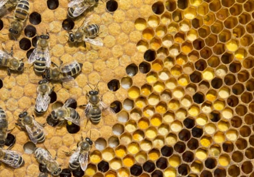The Life Cycle of a Worker Bee: Everything You Need to Know