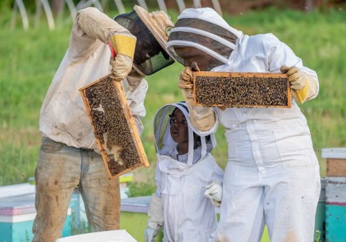 Beekeeping Basics and Equipment: The Essential Guide for Honey Lovers