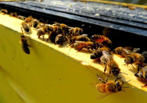 Exploring Medieval Europe and Asia: Uncovering the History of Honey Bee Facts and Beekeeping