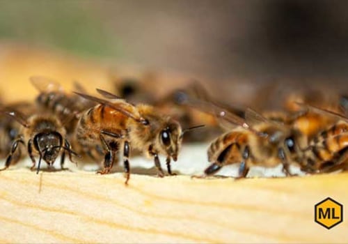 Communication Within the Hive: Understanding the Inner Workings of Honey Bees