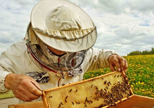 The Sweet Truth About Honey: Uncovering the Facts and Threats to Bees