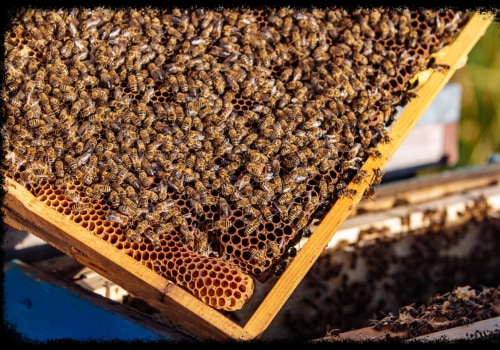 What are the 3 types of honey bees?