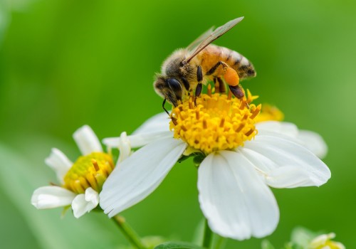 Allergic Reactions to Pollen and Honey: Understanding the Health Benefits, Nutrition Facts, and Potential Allergies