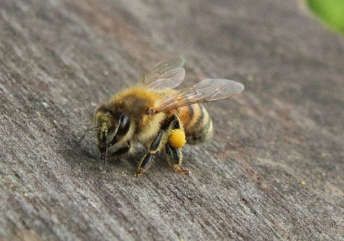 How friendly are honey bees?