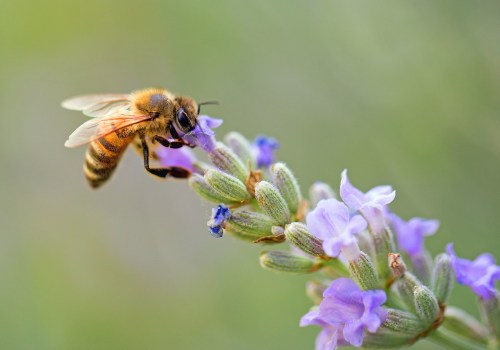What are 10 fun facts about honey bees?