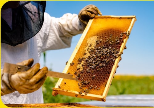 Colonial America and Modern Beekeeping: Exploring the Health Benefits, Production Process, and Uses of Honey